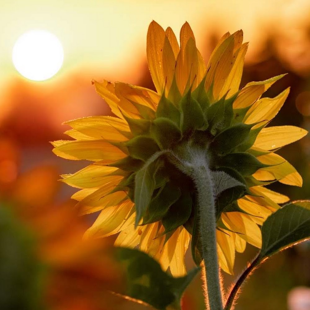 Meet your Posher, Ananda